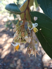 Styrax ferrugineus