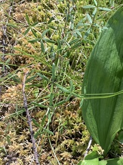 Galium labradoricum