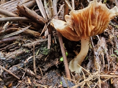 Cortinarius