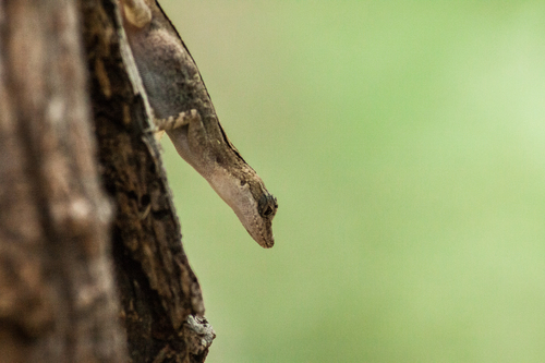 Rodriguez's Anole