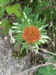 Rhodiola kirilowii