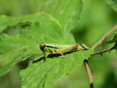 Micropodisma salamandra