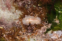 Enchiridium punctatum