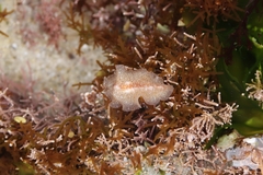 Enchiridium punctatum