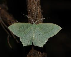 Maxates centrophylla