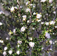 Spyridium eriocephalum