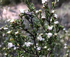 Spyridium eriocephalum