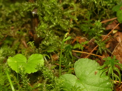 Botrychium tenebrosum