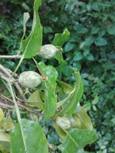 Grevea eggelingii image