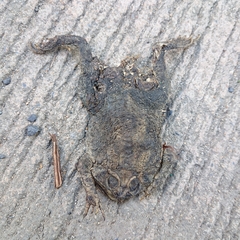Duttaphrynus melanostictus