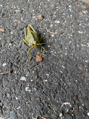 Cibotopteryx