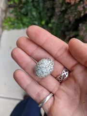 Cardinalis cardinalis