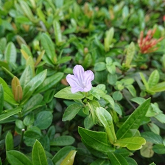 Ruellia prostrata