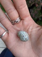 Cardinalis cardinalis