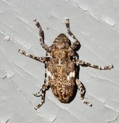 Aegomorphus quadrigibbus