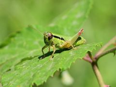 Micropodisma salamandra