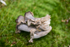 Craterellus foetidus