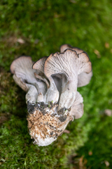 Craterellus foetidus