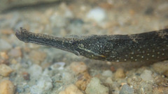 Hippichthys penicillus