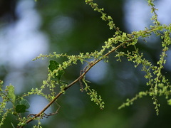 Rhus mysorensis