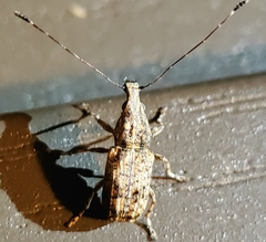 Meconemus infuscatus