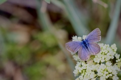 Plebejus melissa