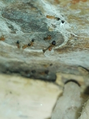 Trichomyrmex destructor