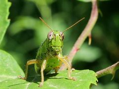 Micropodisma salamandra