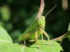 Micropodisma salamandra