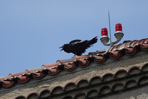 Common Raven photographed in New York