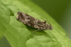 Olethreutes permundana