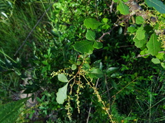 Rhus mysorensis