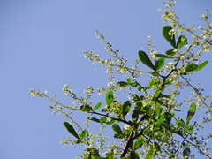 Rhus mysorensis