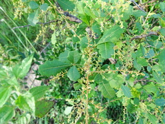 Rhus mysorensis