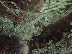 Hypotrachyna spumosa