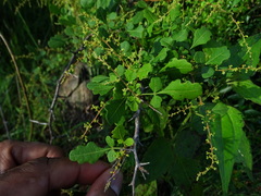 Rhus mysorensis