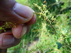 Rhus mysorensis