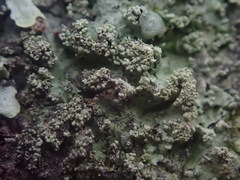 Hypotrachyna spumosa