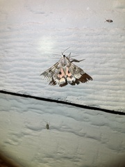 Drasteria ingeniculata