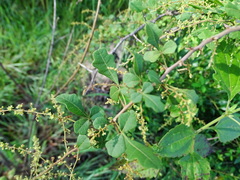 Rhus mysorensis