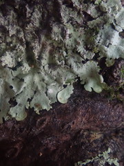 Hypotrachyna spumosa