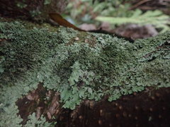 Hypotrachyna spumosa