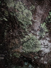 Hypotrachyna spumosa