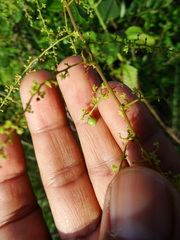 Rhus mysorensis
