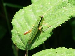 Micropodisma salamandra