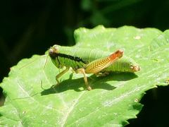 Micropodisma salamandra