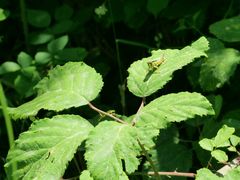 Micropodisma salamandra
