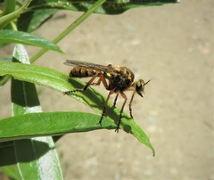 Callinicus pictitarsis