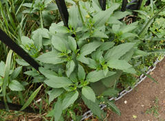 Physalis longifolia longifolia