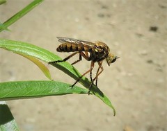 Callinicus pictitarsis